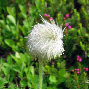 Western pasque flower (Anemone occidentalis) 美洲白頭翁 Native Range: Western North America (原產地在北美洲的西部) Bloom time: Spring to summer (開花時間: 春-夏) Bloom description: White (白花) Height: 0.15-0.6 m (高度: 0.15-0.6米) Common name (別名): Wind flower  It is the state flower of South Dakota. (南卡的州花)  After the petals fall from the Western pasque flower, the achene appear. Then, feather-like white, villous hairs gradually form. (白頭翁的花謝後結成瘦果，像羽毛般的白色柔軟長毛逐漸形成。)