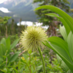 Western pasque flower (Anemone occidentalis) 美洲白頭翁 Native Range: Western North America (原產地在北美洲的西部) Bloom time: Spring to summer (開花時間: 春-夏) Bloom description: White (白花) Height: 0.15-0.6 m (高度: 0.15-0.6米) Common name (別名): Wind flower  It is the state flower of South Dakota. (南卡的州花)  After the petals fall from the Western pasque flower, the achene appear. Then, feather-like white, villous hairs gradually form. (白頭翁的花謝後結成瘦果，像羽毛般的白色柔軟長毛逐漸形成。)