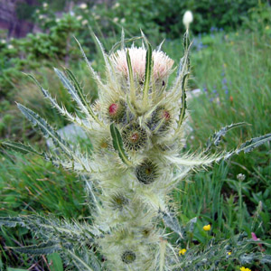 Alpine thistle (Cirsium scopulorum)  高山薊 Native Range: North America (原產地在北美洲) Bloom time: Summer (開花時間: 夏天) Bloom description: Pink, yellow, white or purple flowers, spiny (開粉色、黃色、白色或紫色花，帶刺) Height: 0.5-1.5 m (高度: 0.5-1.5米)