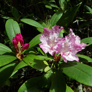 Alpine Rhododendron from Oregon, USA 高山杜鵑花