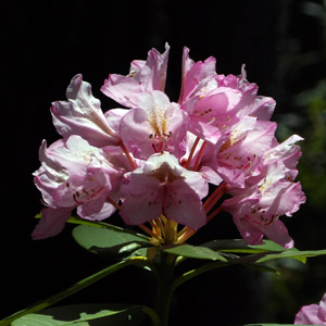 Alpine Rhododendron from Oregon, USA 高山杜鵑花