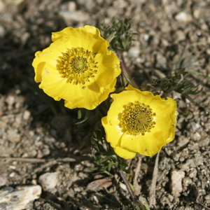 Snow buttercup (Ranunculus adoneus) 金鳳花 Native Range: North America (原產地在北美洲) Bloom time: Spring to summer (開花時間: 春-夏) Bloom description: Yellow (黃花) Height: 0.1 - 0.2m (高度: 0.1-0.2米)   Photo: From Rocky Mountain, USA (美國落磯山脈)