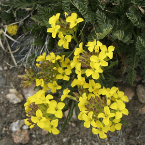 Western Wallflower (Erysimum capitatum) 西部壁花 from Alpine Rocky Mountain-美國落磯山脈