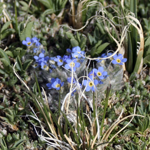 Arctic alpine forget-me-not (Eritrichium nanum) 極地高山種的‘勿忘我’花 Native Range: Western North America, Europe and Asia (原產地在北美洲的西部、歐洲和亞洲) Bloom time: June to August (開花時間: 6至8月) Bloom description: Blue, cushion-like in cluster, yellow eyes (藍色花瓣，呈枕狀，黃色的花眼) Height: 0.015 m (高度 0.015米)   Photo: Alpine Rocky Mountains (美國落磯山脈)