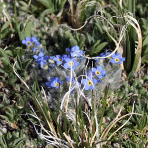 Arctic alpine forget-me-not (Eritrichium nanum) 極地高山種的‘勿忘我’花 Native Range: Western North America, Europe and Asia (原產地在北美洲的西部、歐洲和亞洲) Bloom time: June to August (開花時間: 6至8月) Bloom description: Blue, cushion-like in cluster, yellow eyes (藍色花瓣,呈枕狀,黃色的花眼) Height: 0.015 m (高度 0.015米) Photo: Alpine Rocky Mountains (美國落磯山脈)