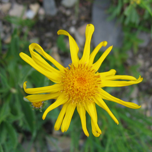 Alpine Sunflower 高山向日葵