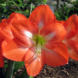 Amaryllis