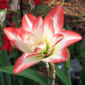 Amaryllis