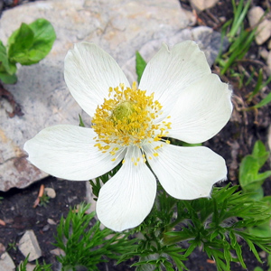 Western pasque flower (Anemone occidentalis) 美洲白頭翁 Native Range: Western North America (原產地在北美洲的西部) Bloom time: Spring to summer (開花時間: 春-夏) Bloom description: White (白花) Height: 0.15-0.6 m (高度: 0.15-0.6米) Common name (別名): Wind flower  It is the state flower of South Dakota. (南卡的州花)