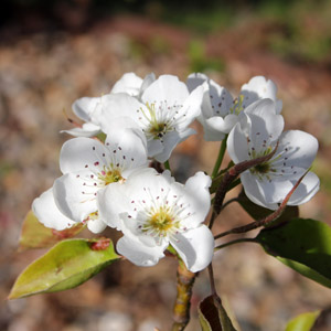 Asian pear blossom (Pyrus pyrifolia) 亞洲梨花 from our backyard