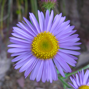 Italian aster (Aster Amellus) 紫菀 Bloom time: Late summer to fall (開花時間: 晚夏至秋季) Bloom description: Purple (紫花)  Sun: Full sun (全日照) Height: 0.3 to 3 m (高度0.3至0.9米)Aspen Daisy 阿斯彭雛菊