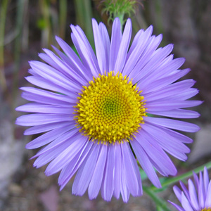 Italian aster (Aster Amellus) 紫菀 Bloom time: Late summer to fall (開花時間從晚夏至秋季) Bloom description: Purple (紫花)  Sun: Full sun (全日照) Height: 1 to 3 feet. (植株高度在1至3英尺)