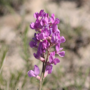 American vetch (Vicia americana) 美洲野豌豆 Native Range: North America (原產地在北美洲) Bloom time: May to August (開花時間: 5-8月) Bloom description: Pink (粉紅色) Height: 0.15 to 0.5 m (高度0.15-0.5米)  Photo: From Badlands National Park, USA (美國惡地國家公園)