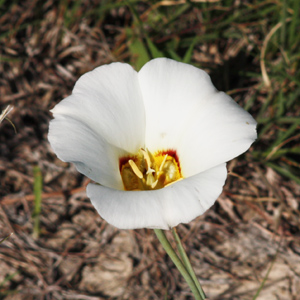 Sego lily (Calochortus nuttallii) 麗草百合 Native Range: Western North America(原產地在北美洲的西部) Bloom time: Late Spring to early summer (開花時間: 晚春到初夏) Bloom description: white(白花) Height: 0.08-0.42 m (高度: 0.08-0.42米) Common names: Squaw grass, Elk grass, Turkey Beard, Bear lily, Indian basket grass  This picture was taken in Badlands, USA. It is the state flower of Utah. The early settlers used the bulbs for food. 拍攝於美國惡地國家公園，麗草百合是猶他州的州花，早期的殖民者食用它的球莖。