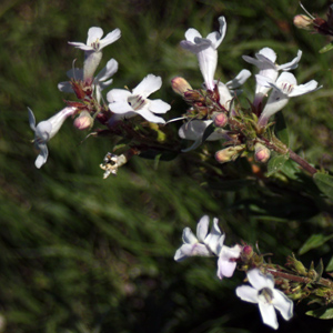 White Beardtongue (Penstemon albidus) 白色釣鐘柳 Native Range: Western North America (原產地在北美洲的西部) Bloom time: May to June (開花時間: 5至6月) Bloom description: White, tubular flower(白色，管狀花瓣) Height: 0.15-0.5 m (高度 0.15-0.5米)   Photo: From Badlands National Park, USA (美國惡地國家公園)