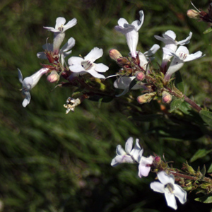 White Beardtongue (Penstemon albidus) 白色釣鐘柳 Native Range: Western North America (原產地在北美洲的西部) Bloom time: May to June (開花時間: 5至6月) Bloom description: White, tubular flower(白色,管狀花瓣) Height: 0.15-0.5 m (高度 0.15-0.5米) Photo: From Badlands National Park, USA (美國惡地國家公園)