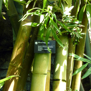 Giant Bamboo 竹