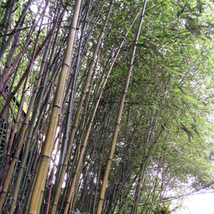 Bamboo 竹
