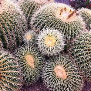 Barrel Cactus 球形仙人掌 (Monaco摩納哥）