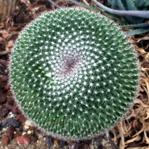 Barrel Cactus 球形仙人掌