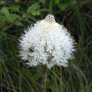 Beargrass (Xerophyllum tenax) 旱葉草 Native Range: North America(原產地在北美洲) Bloom time: May to August (開花時間: 5-8月) Bloom description: white(白花) Height: 0.6-2 m (高度: 0.6-2米) Common names: Squaw grass, Elk grass, Turkey Beard, Bear lily, Indian basket grass This picture of alpine flower was taken on a hiking in Oregon, USA