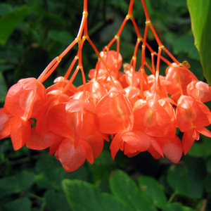 Begonia 秋海棠