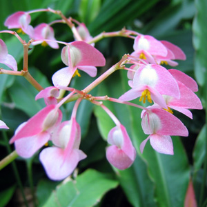 Pink Begonia 粉色秋海棠