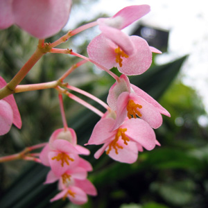 Pink Begonia 粉色秋海棠