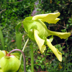 Yellow pitcher plant (Sarracenia flava) 捕蟲草