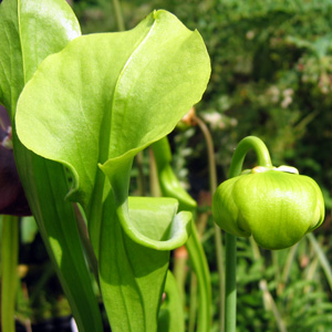 Yellow pitcher plant (Sarracenia flava) 豬籠草  Native Range: Southeastern United States (原產地在美國東南部) Bloom time: April to May (開花時間: 4至5月) Bloom description: Yellow (黃花) Sun: Full sun (全日照) Height: 1.5 to 3 feet (植株高度1.5至3英尺)