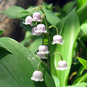 Lily-of-the-Valley 鈴蘭