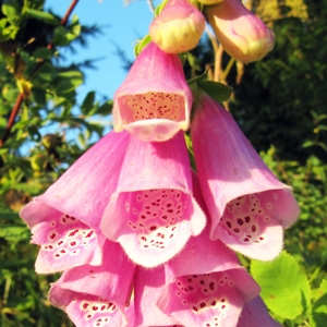 Foxglove (Digitalis) 毛地黃