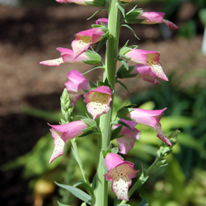 Foxgloves 指頂花