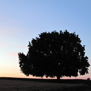 Big tree in the sunset 夕陽中的大樹
