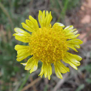 Sundancer Daisy (Hymenoxys acaulis) Native Range: North America and Sourth America (原產地在北美洲和南美洲) Bloom time: Summer (開花時間: 夏天) Bloom description: Yellow (黃花) Height: 0.3-0.6 m (高度: 0.3-0.6米) Common names (俗稱): Stemless four-nerve daisy Photo: From Black Hills, USA (美國黑山)
