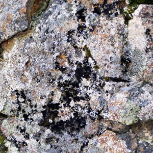 Collema lichen growing on rock 長在石頭上的高麗地衣，地衣是由真菌和藻類共生而形成的。