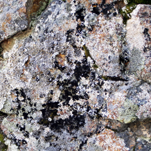 Collema lichen growing on rock 長在石頭上的高麗地衣,地衣是由真菌和藻類共生而形成的。
