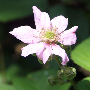 Blackberry flower 黑莓花