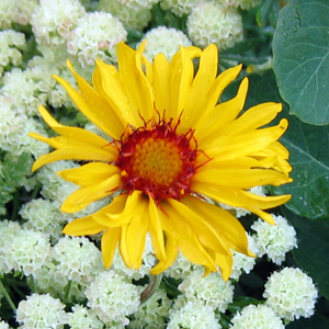 Blanket Flower (Gaillardia aristata) 天人菊 Native Range: Western and Northwestern North America (原產地在北美洲的西部和西北部) Bloom time: Middle June to late August (開花時間: 6月中至8月底) Bloom description: Yellow ray patels with dark red disk in the center (開放射線條的黃色花瓣，中心呈暗紅色的圓盤) Height: 0.2-0.7 m (高度: 0.2-0.7米)