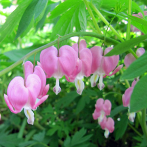 Bleeding Heart (Lamprocapnos spectabilis) 荷包牡丹 Native Range: China, Japan, Russia (原產地在中國、日本、蘇俄) Bloom time: April to May (開花時間在4至5月) Bloom description: White/pink (白/粉紅花卉) Sun: Part shade to full shade (部份蔭涼/全蔭) Height: 2 to 3 feet (植株高度在2至3英尺)