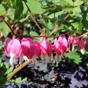 Bleeding Heart (Dicentra 'Luxuriant' ) 荷包牡丹 Bloom time: May (開花時間在5月) Bloom description: Cherry red (櫻桃紅) Sun: Part shade (部份蔭涼) Height: 1 to 1.5 feet (植株高度至1.5英尺)