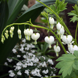 Bleeding Heart (Dicentra 'Ivory Hearts') 荷包牡丹   Bloom time: May to June (開花時間在5至6月) Bloom description: Ivory white (象牙白) Sun: Part shade to full shade (部份蔭涼/全蔭) Height: 0.5 to 1 foot (植株高度在0.5至1英尺)