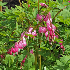 Bleeding Heart (Dicentra 'Luxuriant' ) 荷包牡丹    Bloom time: May (開花時間在5月) Bloom description: Cherry red (櫻桃紅) Sun: Part shade (部份蔭涼) Height: 1 to 1.5 feet (植株高度在至1.5英尺)