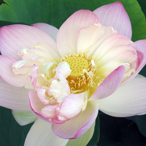 blooming lotus