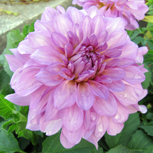 Blooming pink dahlia