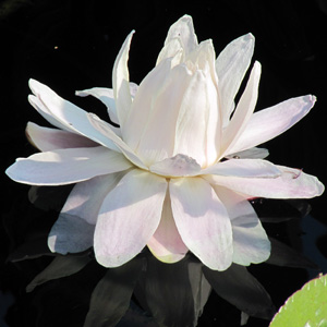 blooming white water lily