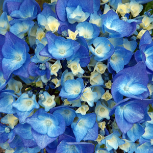 Blue Hydrangea 藍色繡球花
