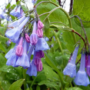 Virginia Bluebells (Mertensia virginica) 藍鈴花