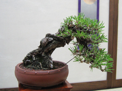 Bonsai 日本盆栽植物