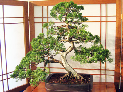 Bonsai 日本盆栽植物